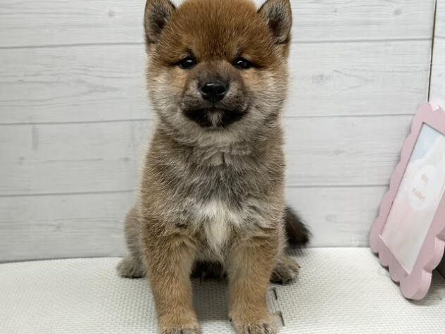 徳島県の豆柴 (アミーゴ徳島店/2025年12月8日生まれ/男の子/赤)の子犬の1枚目の画像