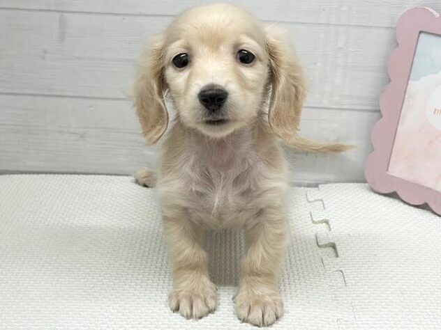 徳島県のミニチュアダックスフンド(ロング) (アミーゴ徳島店/2025年12月6日生まれ/女の子/イエロー)の子犬