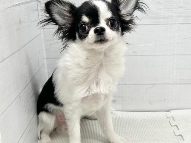 徳島県のチワワ(ロング) (アミーゴ徳島店/2025年8月29日生まれ/男の子/ホワイトブラックタン)の子犬の1枚目の画像