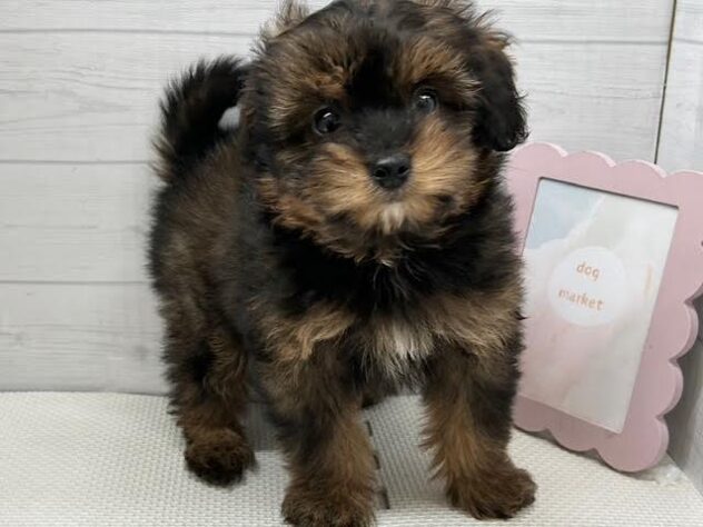 徳島県のハーフ犬・ミックス犬 (アミーゴ徳島店/2025年12月14日生まれ/女の子/ブリンドル)の子犬の2枚目の画像