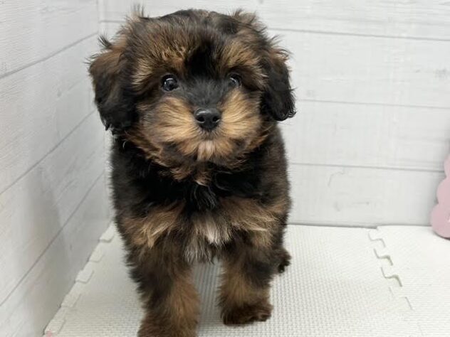 徳島県のハーフ犬・ミックス犬 (アミーゴ徳島店/2025年12月14日生まれ/女の子/ブリンドル)の子犬の3枚目の画像