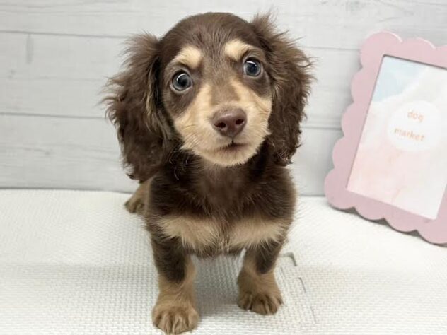 徳島県のミニチュアダックスフンド(ロング) (アミーゴ徳島店/2025年12月15日生まれ/男の子/チョコレートタン)の子犬の1枚目の画像