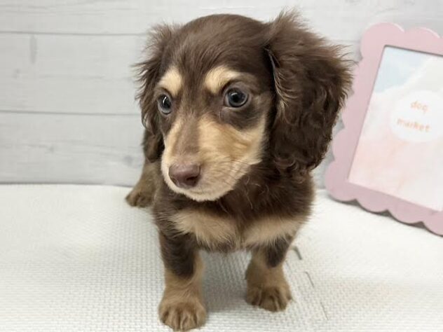 徳島県のミニチュアダックスフンド(ロング) (アミーゴ徳島店/2025年12月15日生まれ/男の子/チョコレートタン)の子犬の3枚目の画像