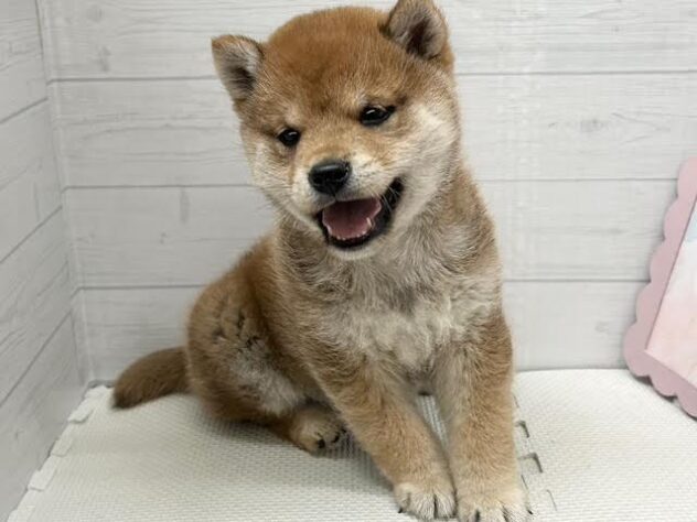 徳島県の豆柴 (アミーゴ徳島店/2025年12月12日生まれ/男の子/赤)の子犬の3枚目の画像