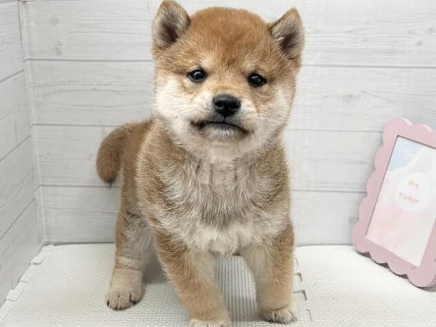 徳島県の豆柴 (アミーゴ徳島店/2025年12月12日生まれ/男の子/赤)の子犬の2枚目の画像