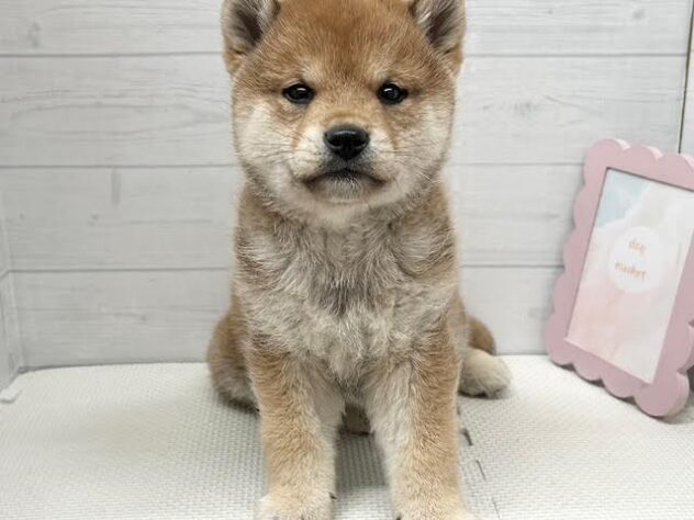 徳島県の豆柴 (アミーゴ徳島店/2025年12月12日生まれ/男の子/赤)の子犬の1枚目の画像