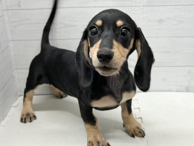 徳島県のミニチュアダックスフンド(ロング) (アミーゴ徳島店/2025年11月18日生まれ/女の子/ブラックイエロー)の子犬の1枚目の画像