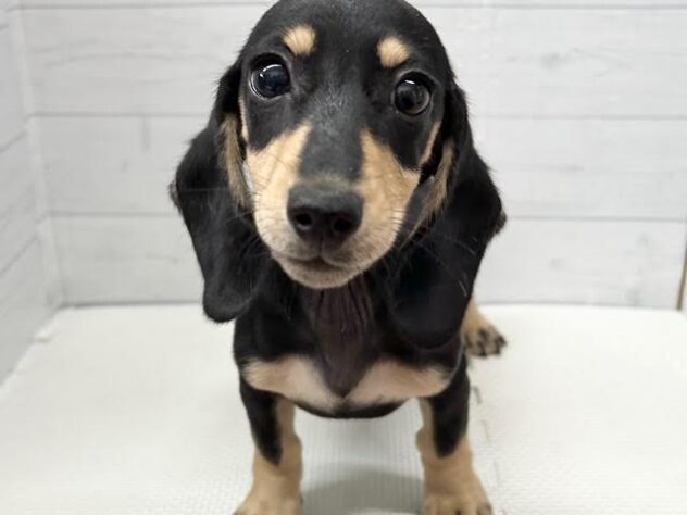 徳島県のミニチュアダックスフンド(ロング) (アミーゴ徳島店/2025年11月18日生まれ/女の子/ブラックイエロー)の子犬の2枚目の画像