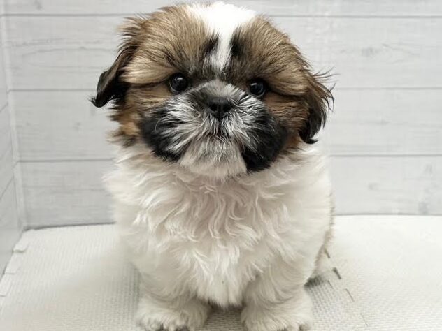 徳島県のシーズー (アミーゴ徳島店/2025年12月19日生まれ/男の子/ホワイトゴールド)の子犬の1枚目の画像