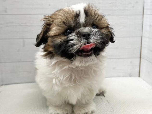 徳島県のシーズー (アミーゴ徳島店/2025年12月19日生まれ/男の子/ホワイトゴールド)の子犬の2枚目の画像