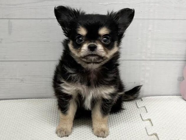 徳島県のチワワ(ロング) (アミーゴ徳島店/2025年12月22日生まれ/男の子/ブラックタンホワイト)の子犬の1枚目の画像