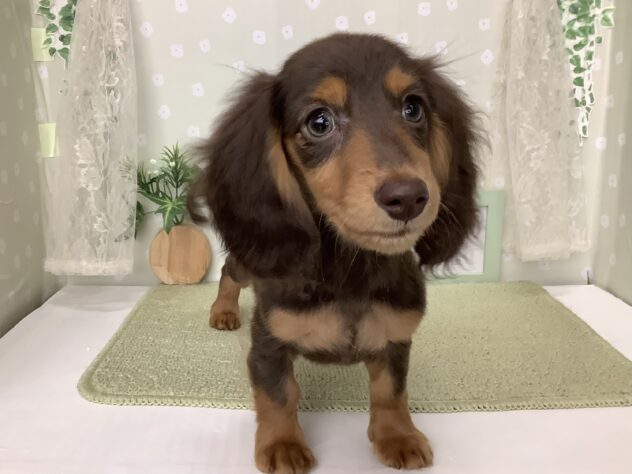 愛媛県のミニチュアダックスフンド(ロング) (アミーゴ松山久米店/2025年12月15日生まれ/女の子/チョコレートタン)の子犬の4枚目の画像