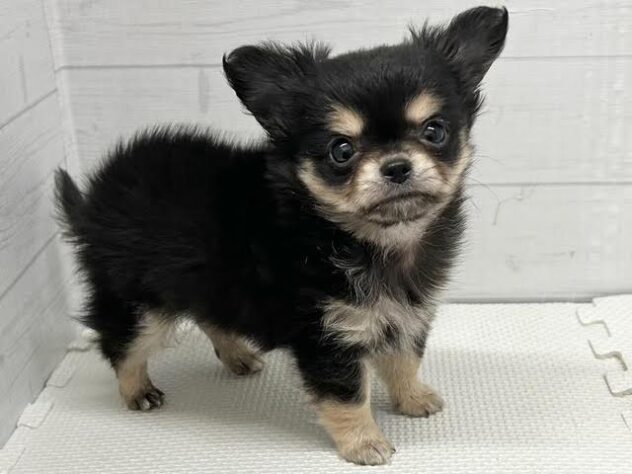 徳島県のチワワ(ロング) (アミーゴ徳島店/2025年12月22日生まれ/男の子/ブラックタンホワイト)の子犬の3枚目の画像