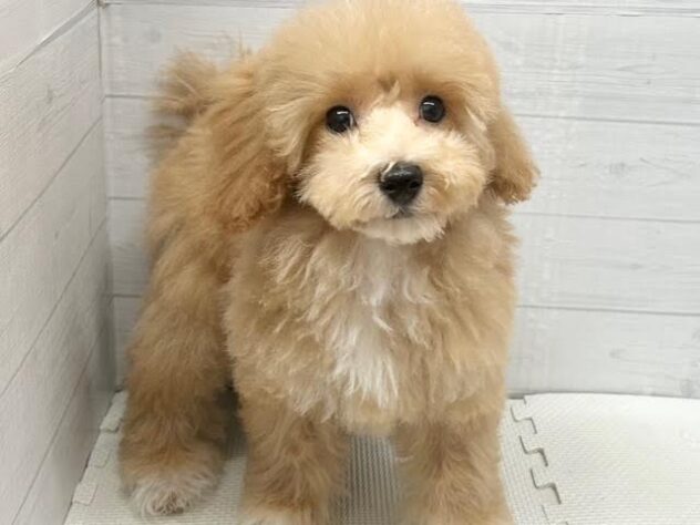 徳島県のハーフ犬・ミックス犬 (アミーゴ徳島店/2025年11月10日生まれ/女の子/クリーム)の子犬の1枚目の画像