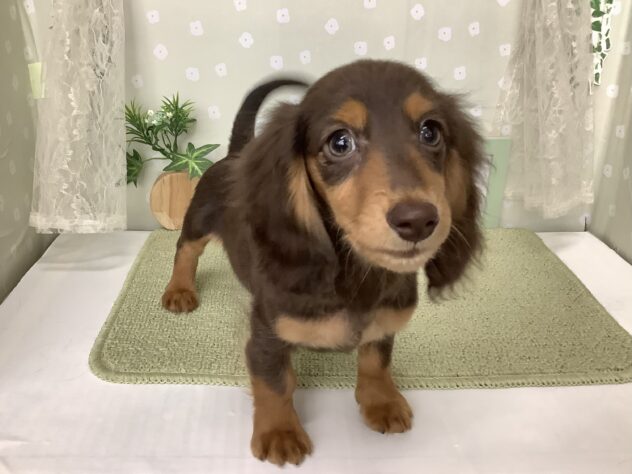 愛媛県のミニチュアダックスフンド(ロング) (アミーゴ松山久米店/2025年12月15日生まれ/女の子/チョコレートタン)の子犬の1枚目の画像