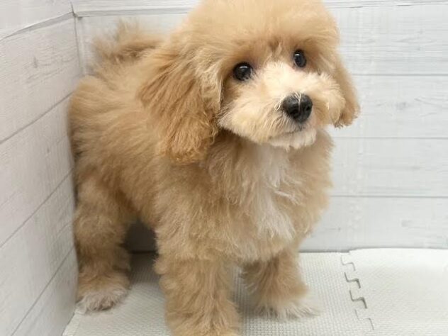 徳島県のハーフ犬・ミックス犬 (アミーゴ徳島店/2025年11月10日生まれ/女の子/クリーム)の子犬の2枚目の画像