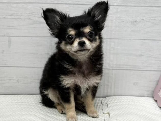 徳島県のチワワ(ロング) (アミーゴ徳島店/2025年12月22日生まれ/男の子/ブラックタンホワイト)の子犬の1枚目の画像