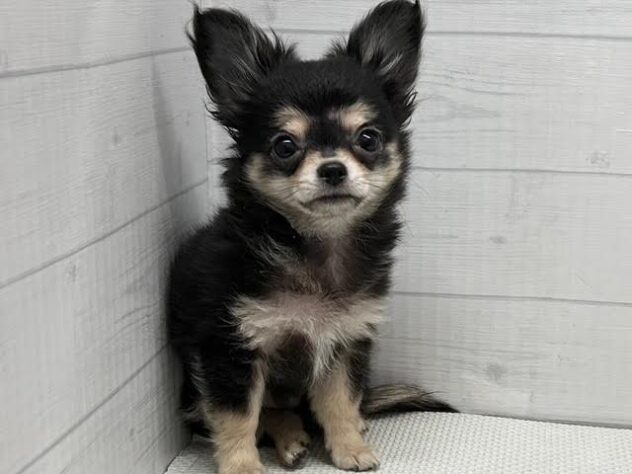 徳島県のチワワ(ロング) (アミーゴ徳島店/2025年12月22日生まれ/男の子/ブラックタンホワイト)の子犬の3枚目の画像