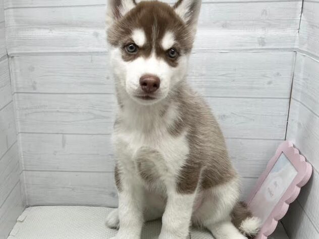 徳島県のシベリアンハスキー (アミーゴ徳島店/2026年1月25日生まれ/男の子/チョコレートホワイト)の子犬の2枚目の画像