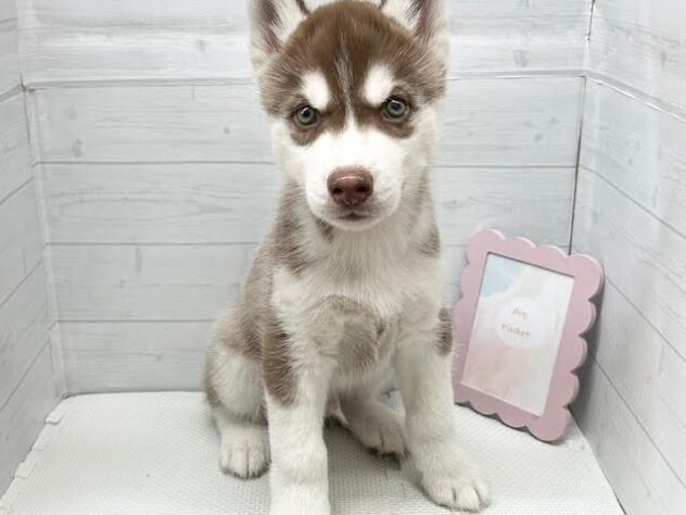 徳島県のシベリアンハスキー (アミーゴ徳島店/2026年1月25日生まれ/男の子/チョコレートホワイト)の子犬の1枚目の画像
