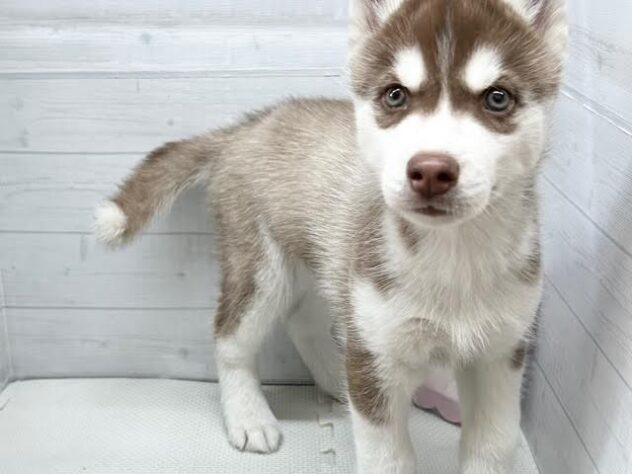 徳島県のシベリアンハスキー (アミーゴ徳島店/2026年1月25日生まれ/男の子/チョコレートホワイト)の子犬の3枚目の画像