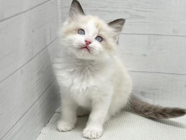 徳島県のラグドール (アミーゴ徳島店/2026年1月25日生まれ/女の子/シールポイントバイカラー)の子猫の1枚目の画像