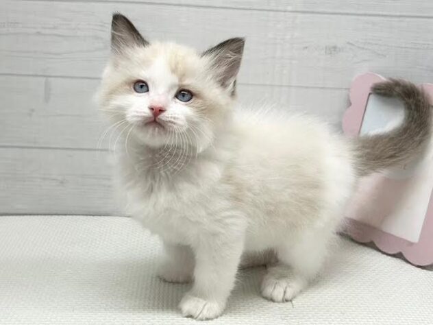 徳島県のラグドール (アミーゴ徳島店/2026年1月25日生まれ/女の子/シールポイントバイカラー)の子猫の2枚目の画像