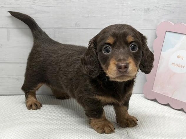 徳島県のミニチュアダックスフンド(ロング) (アミーゴ徳島店/2026年1月26日生まれ/女の子/チョコレートタン)の子犬の3枚目の画像