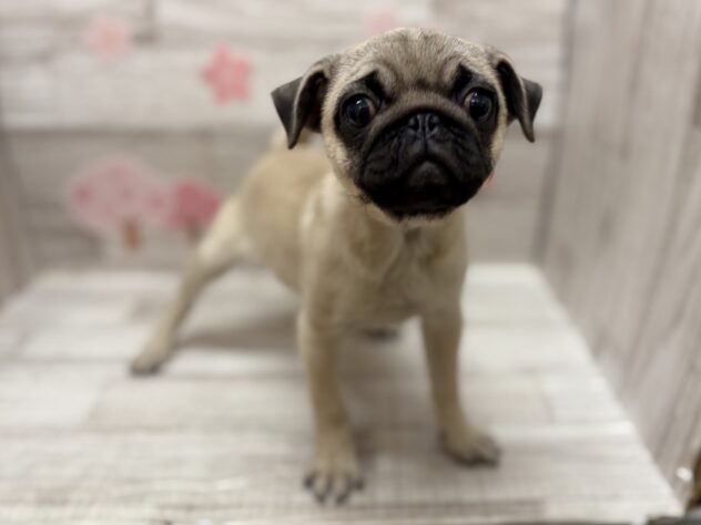 岩手県のパグ (アミーゴ一関店/2025年12月18日生まれ/女の子/フォーン)の子犬