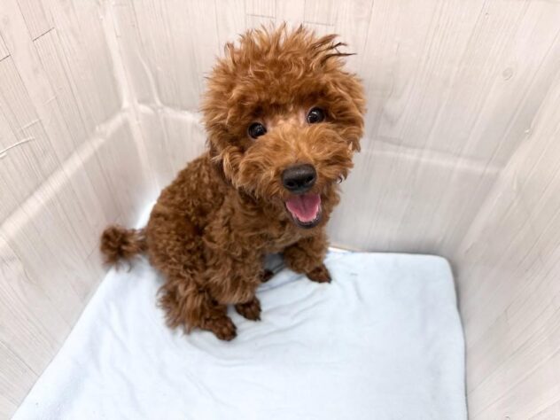 徳島県のトイプードル(トイ) (アミーゴ北島店/2025年12月22日生まれ/男の子/レッド)の子犬の1枚目の画像