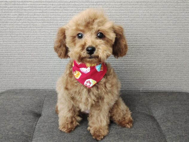 愛媛県のトイプードル(トイ) (アミーゴ松山久米店/2025年12月22日生まれ/女の子/レッドフォーン)の子犬の2枚目の画像