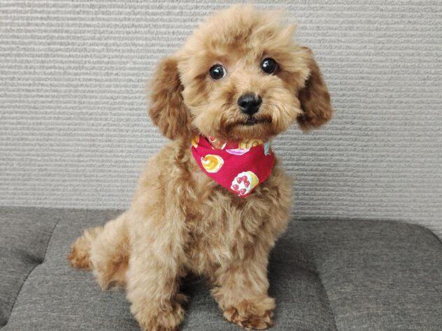 愛媛県のトイプードル(トイ) (アミーゴ松山久米店/2025年12月22日生まれ/女の子/レッドフォーン)の子犬の1枚目の画像