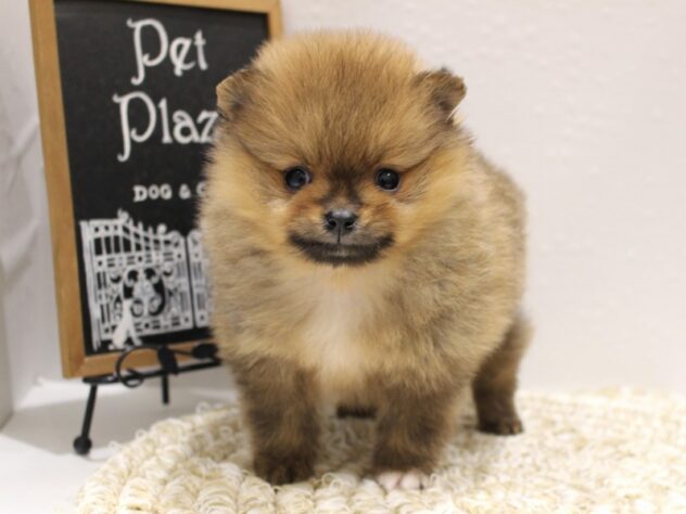 兵庫県のポメラニアン (ペット・プラザ アミーゴ明石魚住店/2025年10月14日生まれ/女の子/オレンジ)の子犬の3枚目の画像