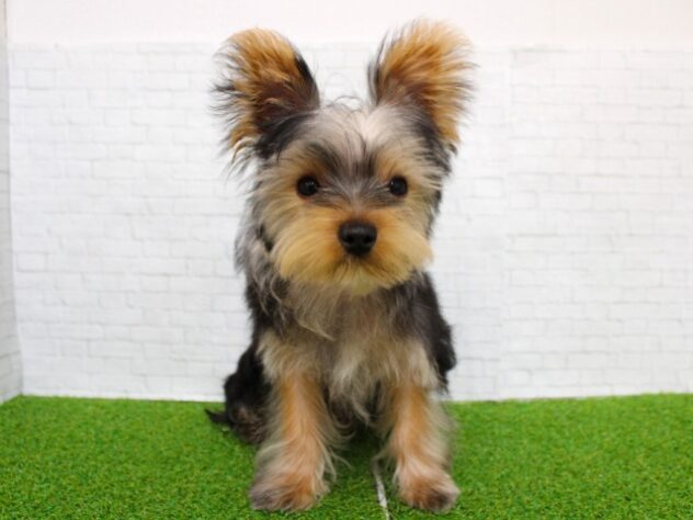 兵庫県のヨークシャーテリア (ペット・プラザ アミーゴ尼崎昭和通店/2025年11月20日生まれ/男の子/スチールブルータン)の子犬の1枚目の画像