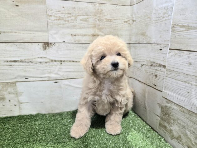 徳島県のハーフ犬・ミックス犬 (アミーゴ徳島沖浜店/2025年12月6日生まれ/女の子/クリーム)の子犬の4枚目の画像