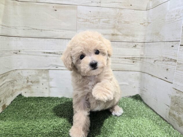 徳島県のハーフ犬・ミックス犬 (アミーゴ徳島沖浜店/2025年12月6日生まれ/女の子/クリーム)の子犬の3枚目の画像