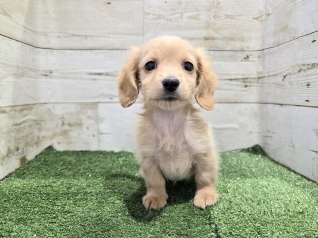 徳島県のミニチュアダックスフンド(ロング) (アミーゴ徳島沖浜店/2025年12月6日生まれ/女の子/ゴールド)の子犬の1枚目の画像