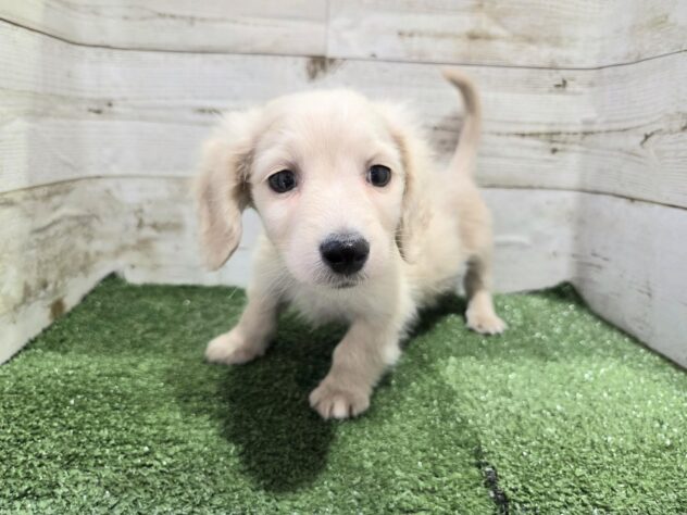 2025年12月6日生まれのミニチュアダックスフンド(ロング)