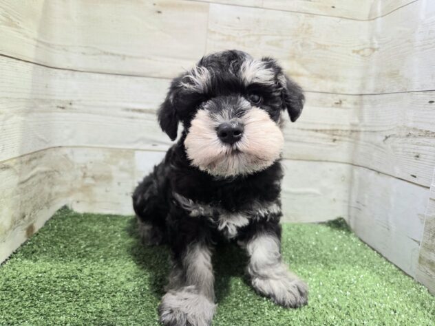 2025年12月6日生まれのミニチュアシュナウザー