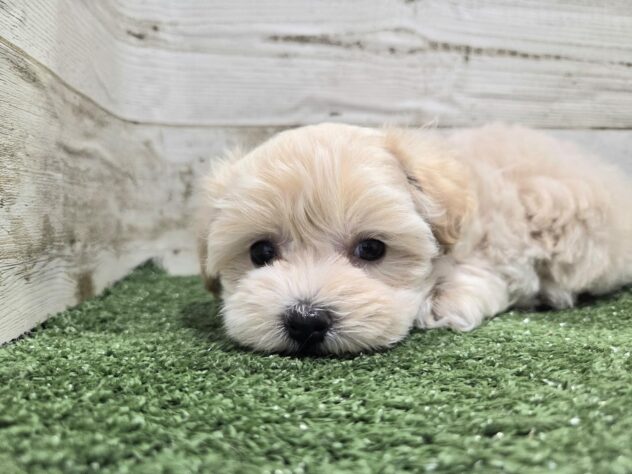 徳島県のハーフ犬・ミックス犬 (アミーゴ徳島沖浜店/2025年12月4日生まれ/男の子/クリーム)の子犬の3枚目の画像