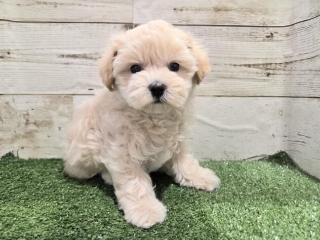 徳島県のハーフ犬・ミックス犬 (アミーゴ徳島沖浜店/2025年12月4日生まれ/男の子/クリーム)の子犬の1枚目の画像