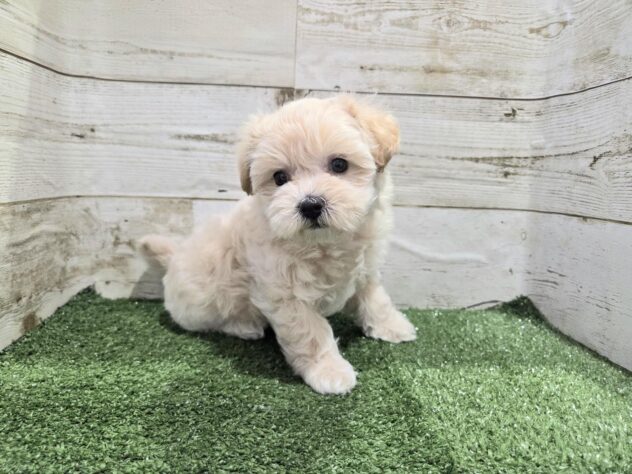 徳島県のハーフ犬・ミックス犬 (アミーゴ徳島沖浜店/2025年12月4日生まれ/男の子/クリーム)の子犬の4枚目の画像