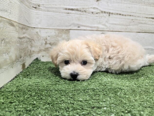 徳島県のハーフ犬・ミックス犬 (アミーゴ徳島沖浜店/2025年12月4日生まれ/男の子/クリーム)の子犬の2枚目の画像