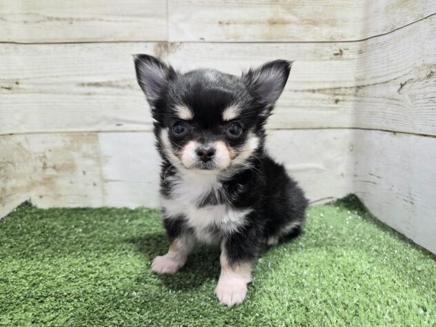 徳島県のチワワ(ロング) (アミーゴ徳島沖浜店/2025年12月9日生まれ/女の子/ブラックタンホワイト)の子犬