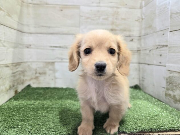 徳島県のミニチュアダックスフンド(ロング) (アミーゴ徳島沖浜店/2025年12月6日生まれ/女の子/ゴールド)の子犬の4枚目の画像