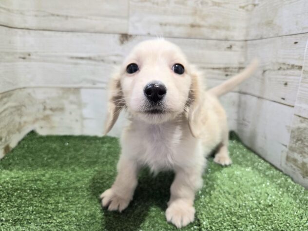 徳島県のミニチュアダックスフンド(ロング) (アミーゴ徳島沖浜店/2025年12月6日生まれ/男の子/イエロー)の子犬の2枚目の画像