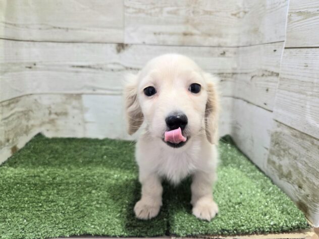 徳島県のミニチュアダックスフンド(ロング) (アミーゴ徳島沖浜店/2025年12月6日生まれ/男の子/イエロー)の子犬の3枚目の画像