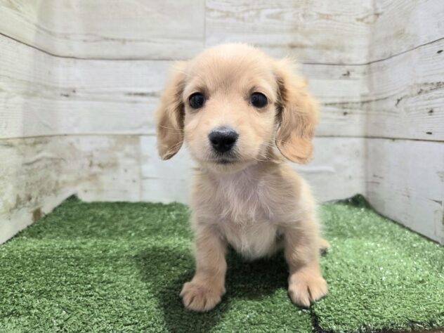 徳島県のミニチュアダックスフンド(ロング) (アミーゴ徳島沖浜店/2025年12月6日生まれ/女の子/ゴールド)の子犬の2枚目の画像