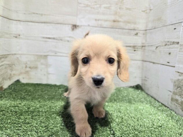 徳島県のミニチュアダックスフンド(ロング) (アミーゴ徳島沖浜店/2025年12月6日生まれ/女の子/ゴールド)の子犬の3枚目の画像