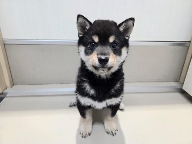 徳島県の豆柴 (アミーゴ徳島沖浜店/2025年11月15日生まれ/男の子/黒)の子犬の1枚目の画像